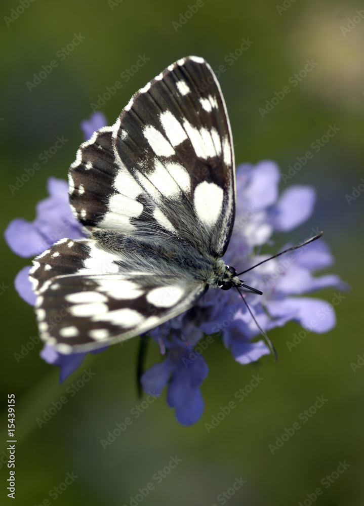 Fototapeta premium Farfalla