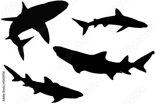 Requins