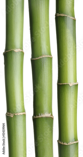 Fototapeta Naklejka Na Ścianę i Meble -  Green Bamboo