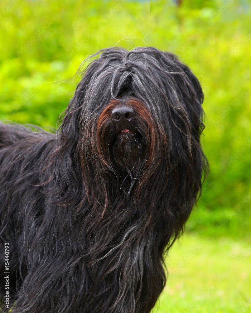 Langhaariger Hund – Stock-Foto | Adobe Stock