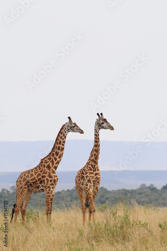 The giraffe  Giraffa camelopardalis  at Masai Mara  Kenya