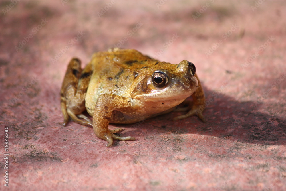 Fototapeta premium A Lovely Wide Eyed Garden Frog.