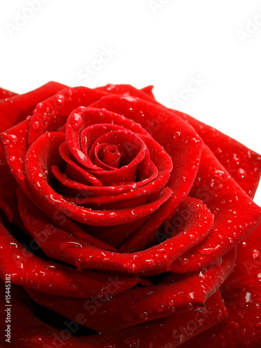 Red rose