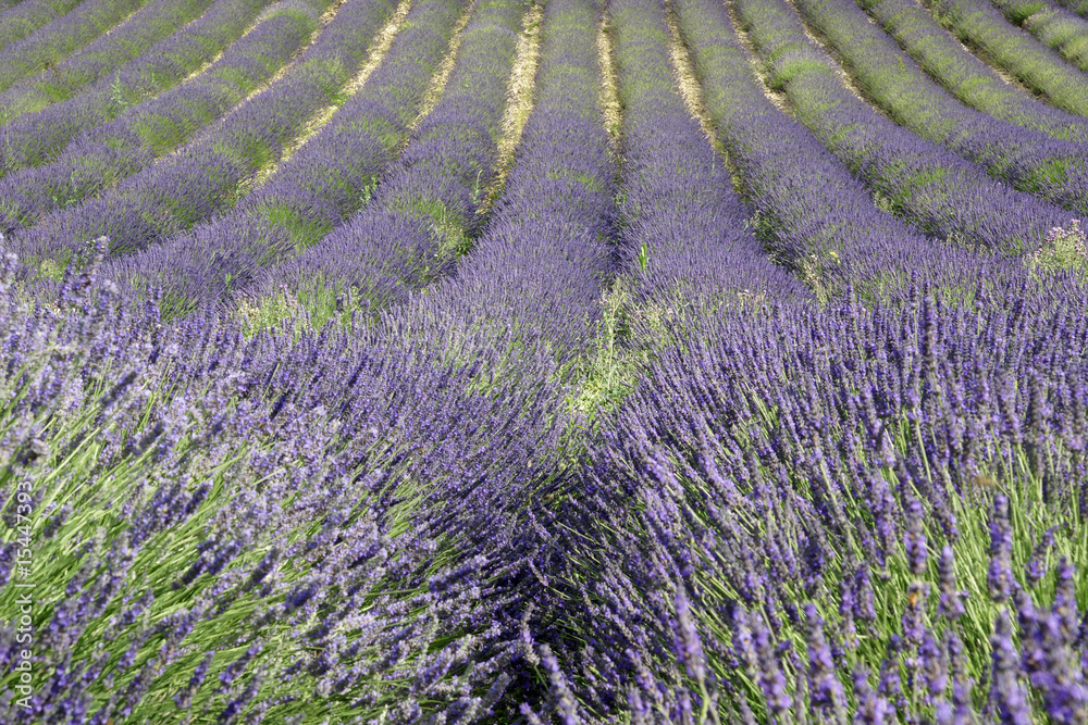 Fototapeta premium champ de lavande