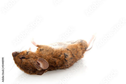 Dead mouse photo