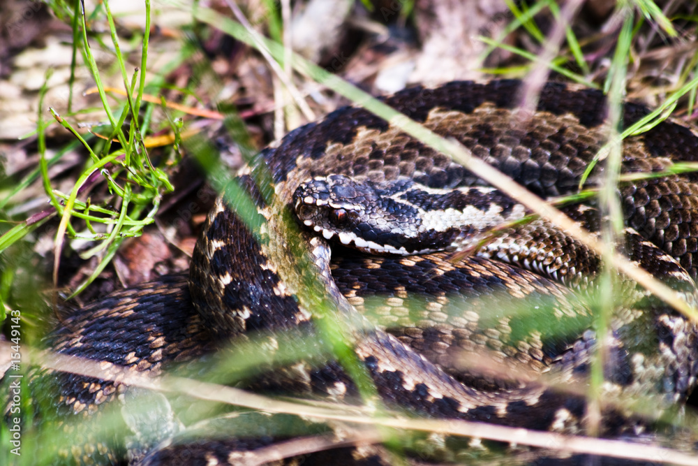 Obraz premium Kreuzotter