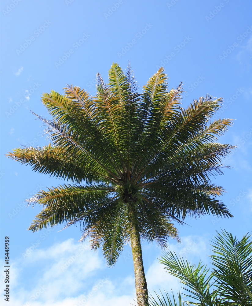 Naklejka premium Dendezeiros (pé de dendê) - Bahia