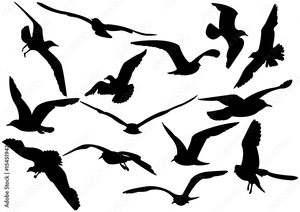 Fototapeta premium Flying sea-gulls vector illustration