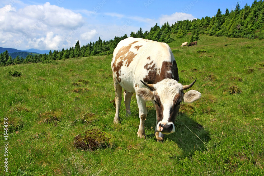 Cow on mountain meadow