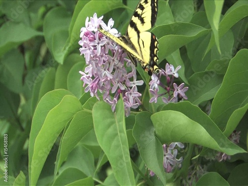 Swallowtail butterfly feeding on a Lilac flower