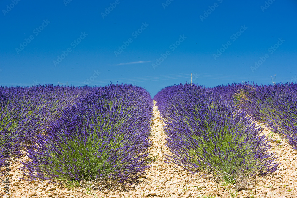 Fototapeta lavender field, Plateau de Valensole, Provence, France