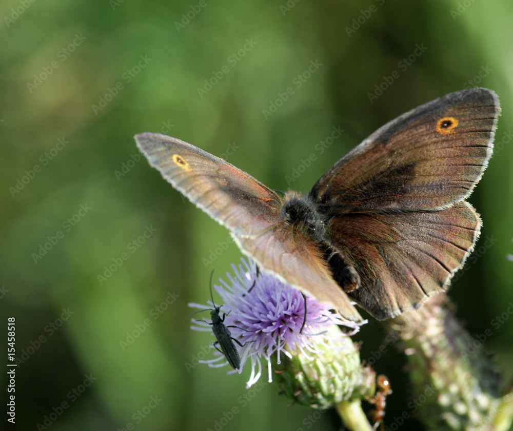 butterfly butterfly