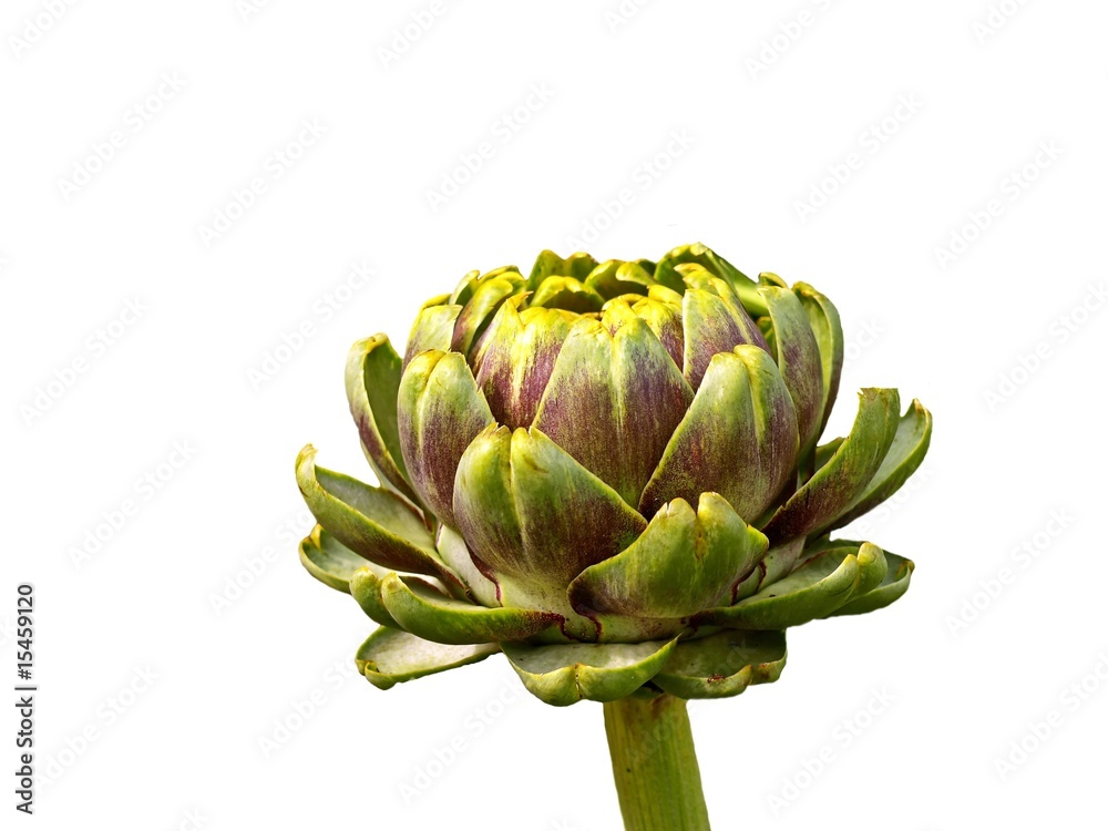 Obraz premium Artischocke
