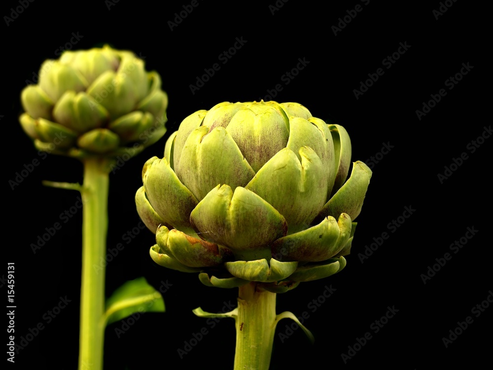 Obraz premium Artischocken