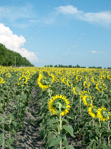 Field with sunflowers.