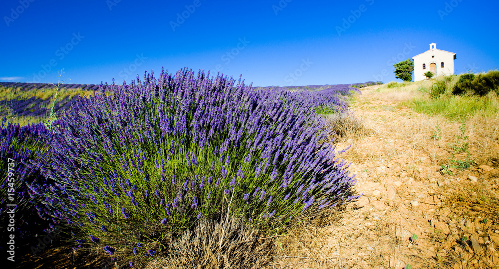 Fototapeta premium kaplica, Plateau de Valensole, Prowansja, Francja