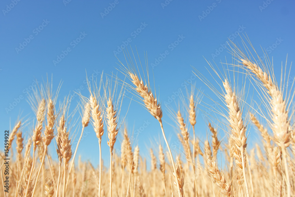 Fototapeta premium Yellow grain ready for harvest