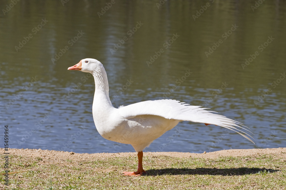 White Goose on Shore Flapping Wings
