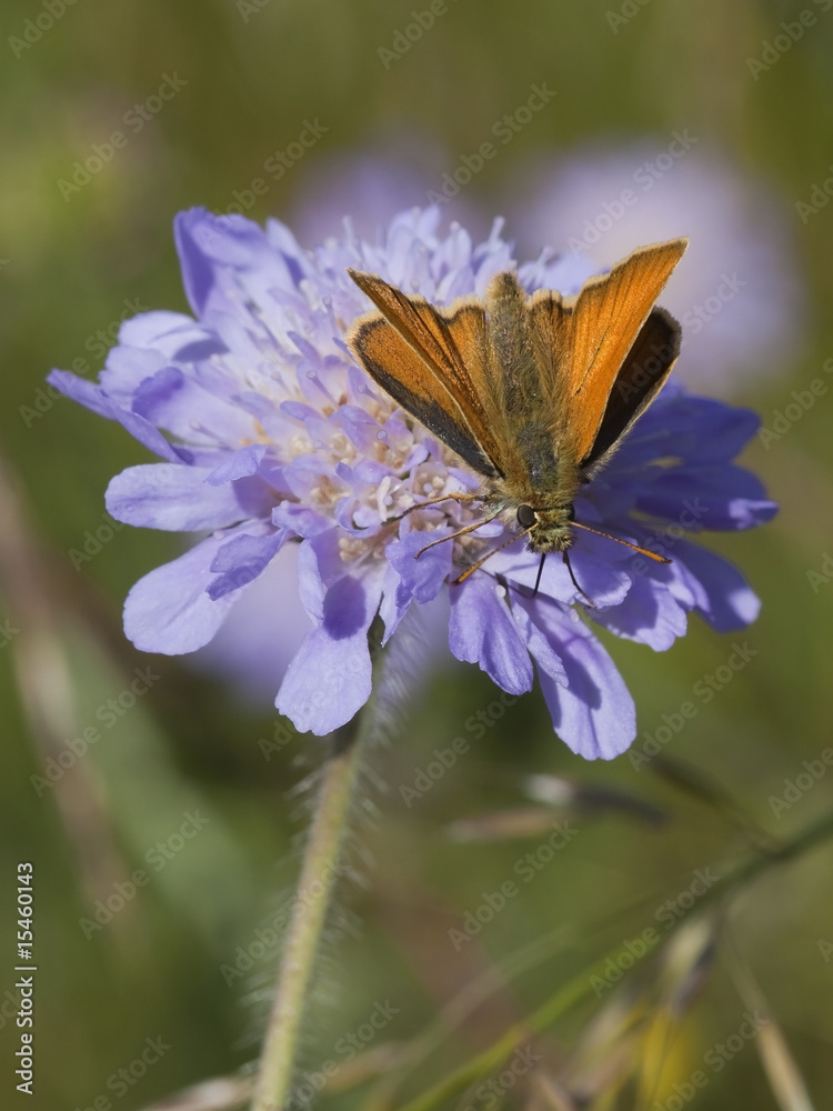 Fototapeta premium skipper butterfly on scabious flower