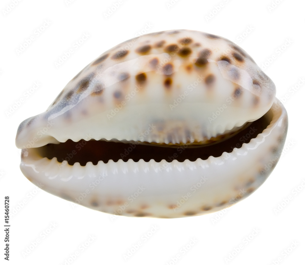Scallop seashell from ocean isolated on white Scallop seashell from ocean isolated on white