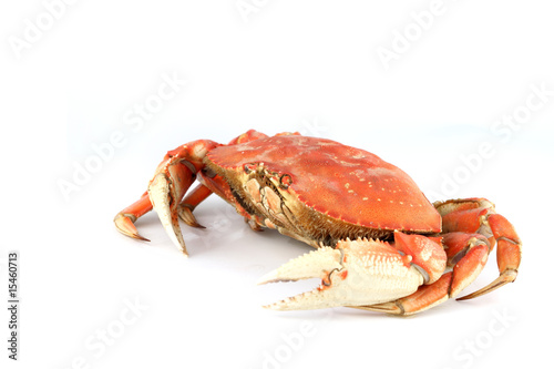 Bild auf Leinwand dungeness crab