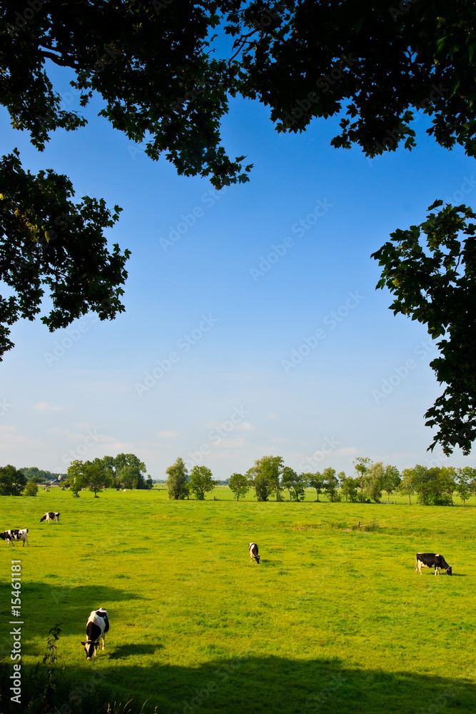 Countryside with farm and cows on a grassland Countryside with farm and cows on a grassland