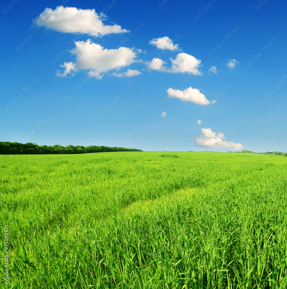 green grass and blue sky