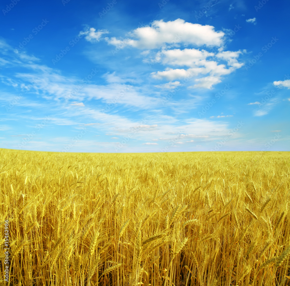 field of wheat and blue sky field of wheat and blue sky