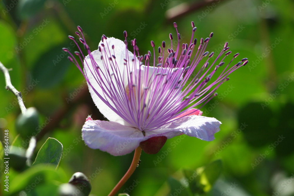 Fototapeta premium capparis spinosa