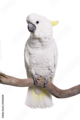 Cockatoo, Trition, isolated on white photo