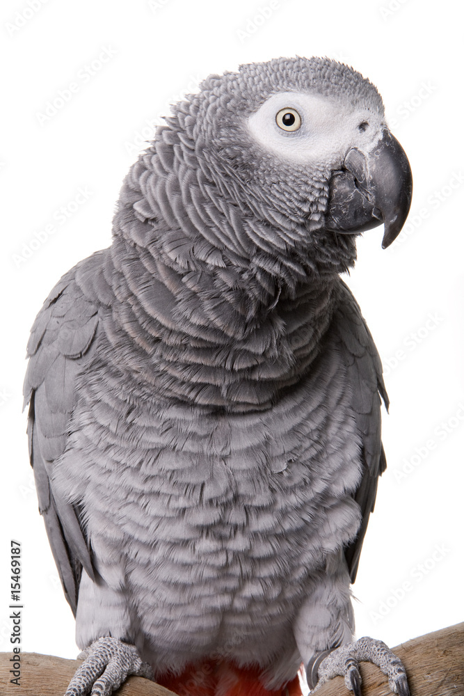 Fototapeta premium African Grey, Congo, isolated on white