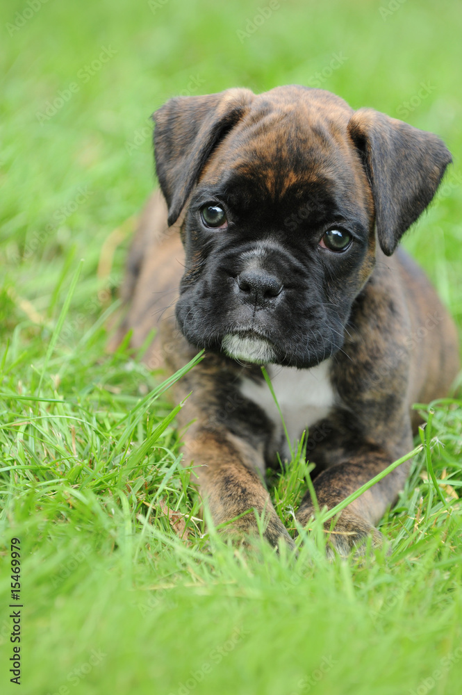 Boxerwelpe 95 Boxerwelpe 95