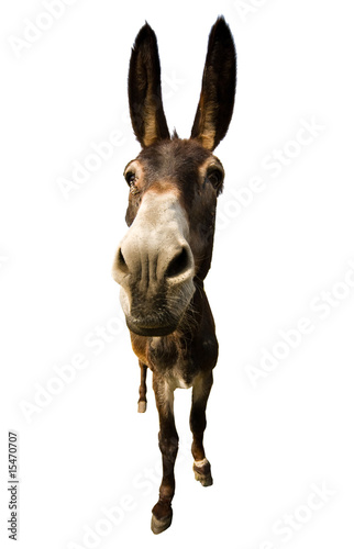 funny donkey with long ears