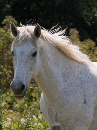 Cavallo in Camargue