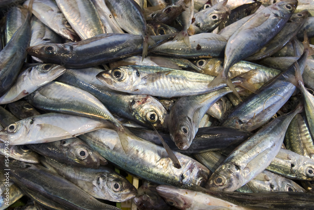 sardine sardine