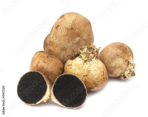 фотографія Pigskin poison puffball common earthball