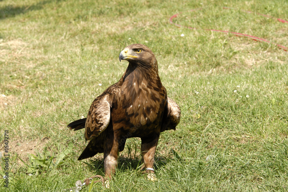 Naklejka premium aquila addestramento