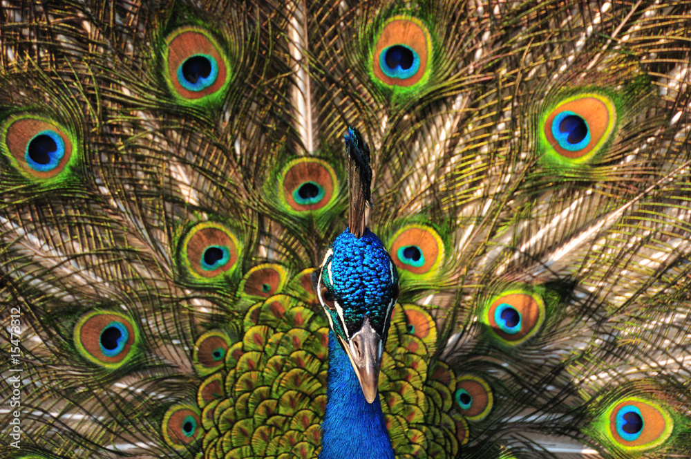 Obraz premium Peacock