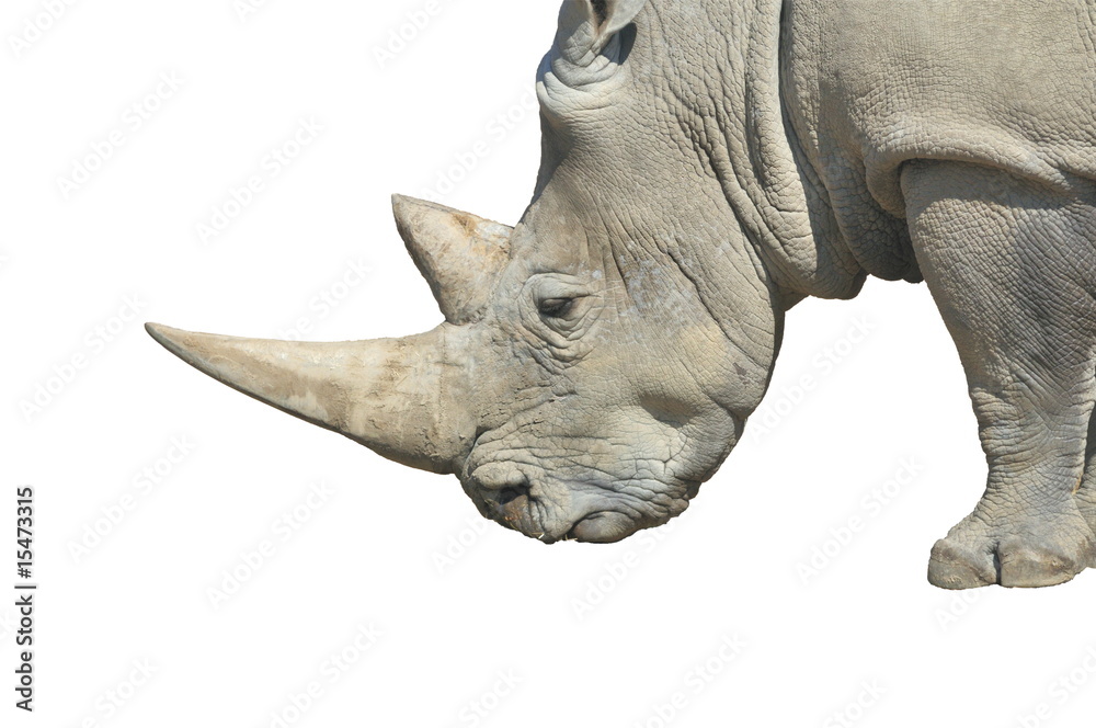 Fototapeta premium White Rhinoceros (Ceratotherium simum)
