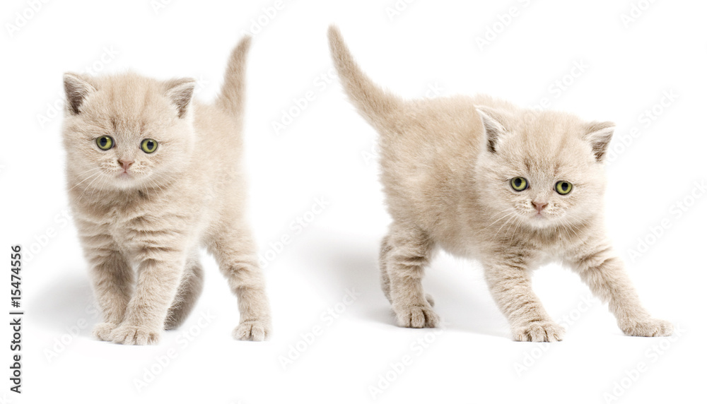 Obraz premium Two kittens