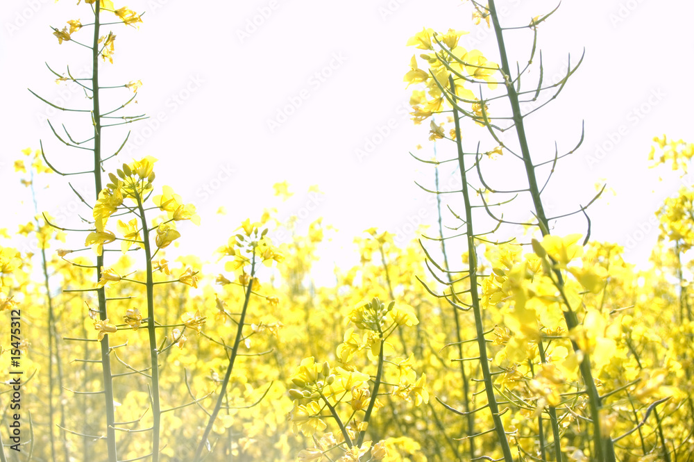 Obraz premium rape field