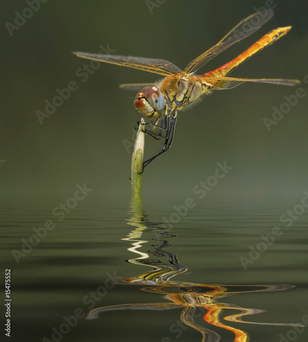 libellula riflessa photo