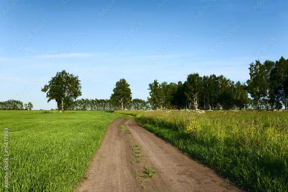 Country road through the meadow