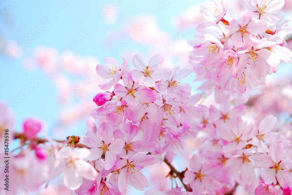 Japanese cherry blossoms Japanese cherry blossoms