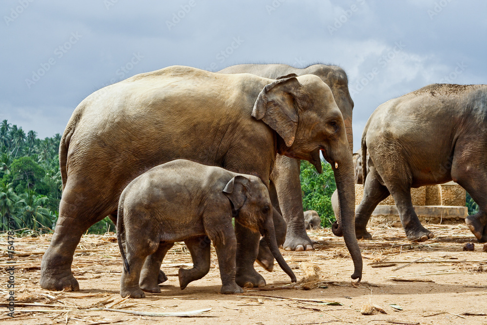 Elefanten, Kind und Mutter in der Ebene, Vertrauen
