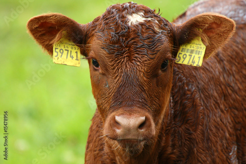 Eine Kälbchen steht auf einer grüner Wiese