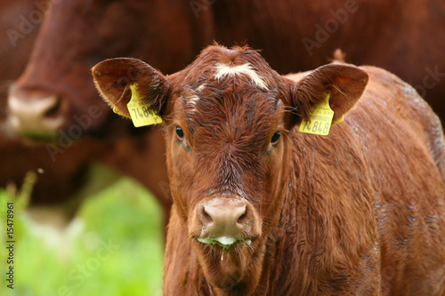 Eine Kälbchen steht auf einer grüner Wiese