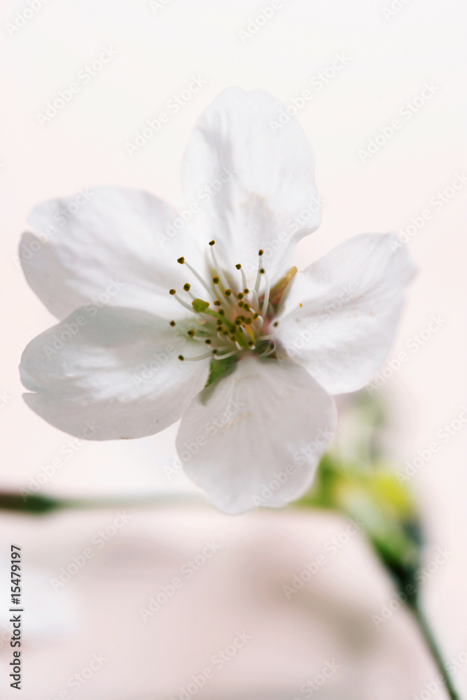 桜 桜