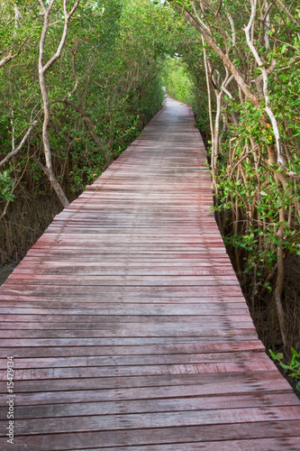 Wood bridge in mangrove forest  Thailand