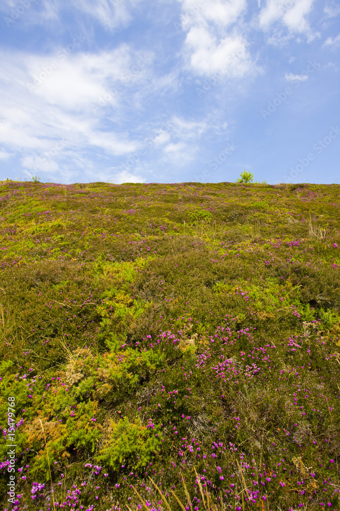 landscape with heather in brittany